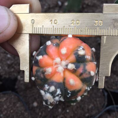 兜锦嫁接多肉植物仙人球