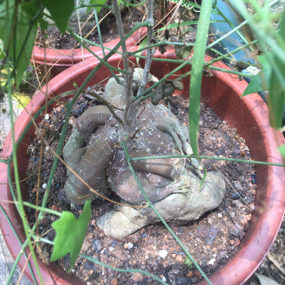 奇葫芦块根多肉植物Lagenariasiceraria非洲进口稀有爬藤块茎植物