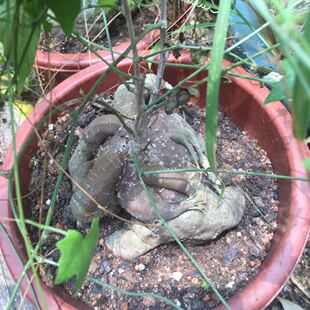 奇葫芦块根多肉植物Lagenariasiceraria非洲进口稀有爬藤块茎植物