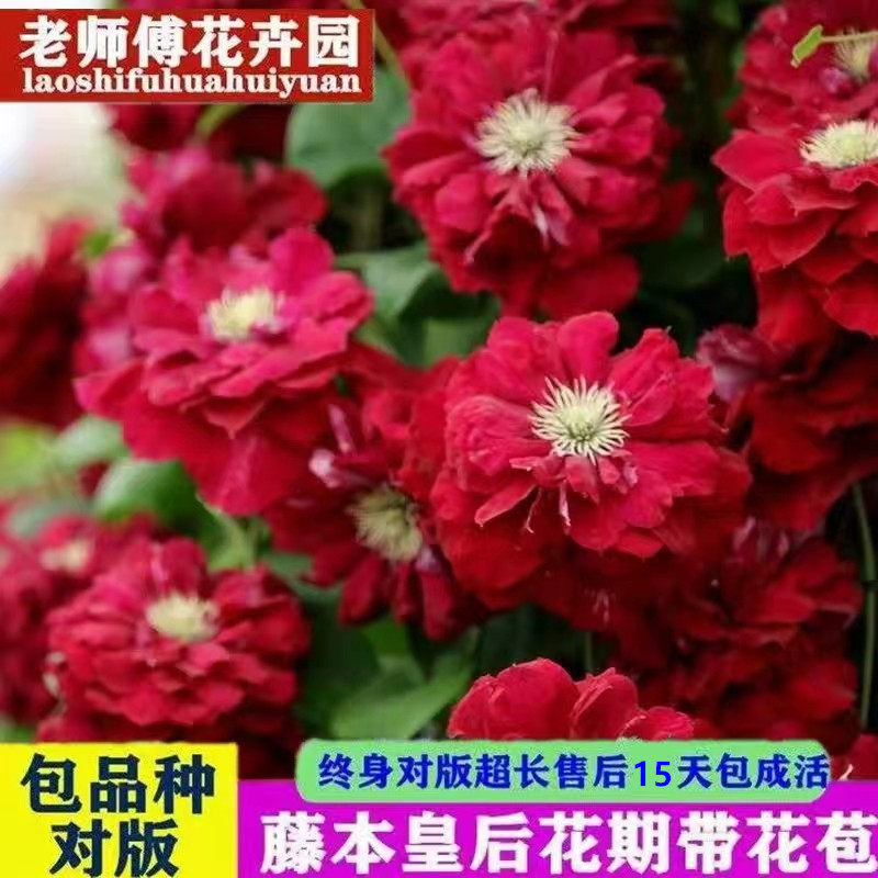 铁线莲爬藤庭院春秋开花植物基地