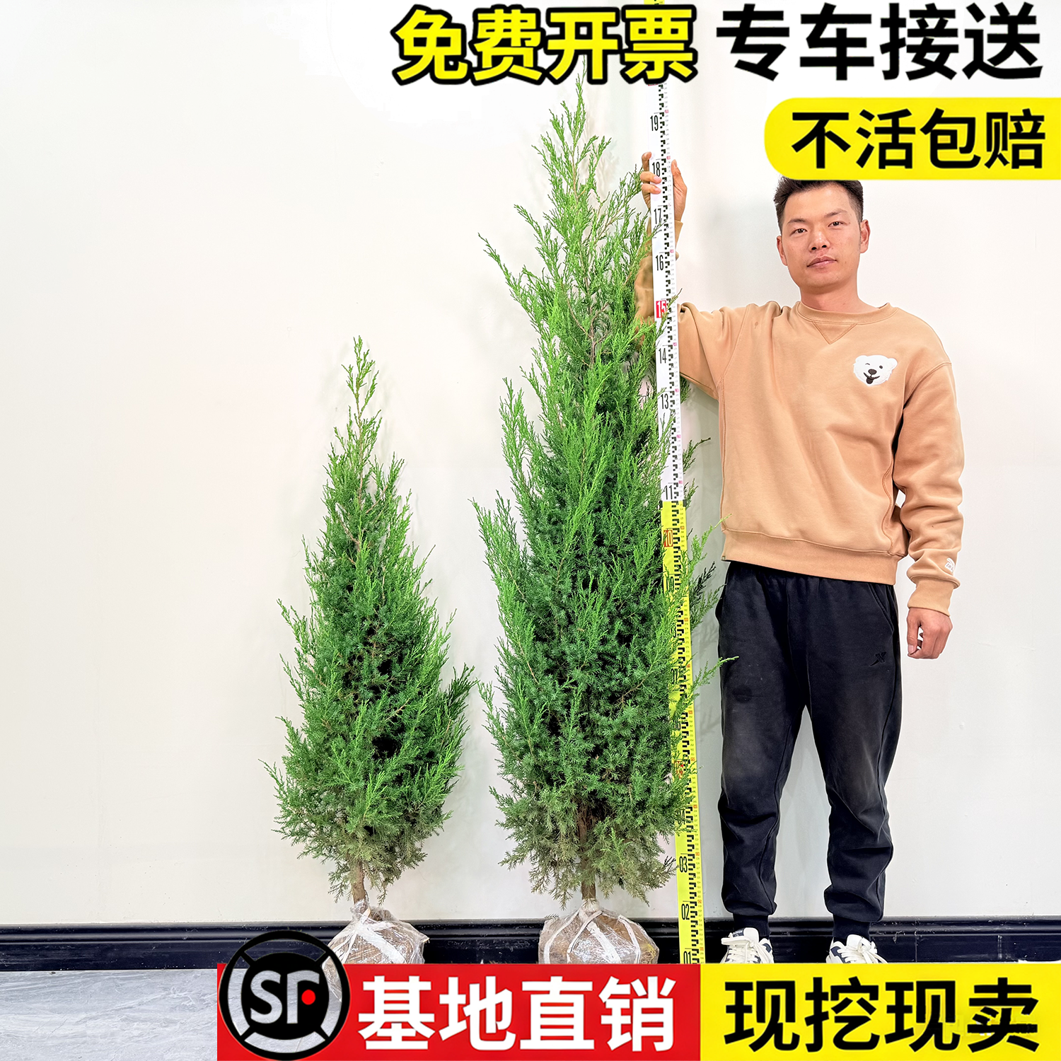 蜀桧柏树苗松柏苗侧柏圆柏宝塔送松龙柏耐寒耐旱四季常青墓地清明