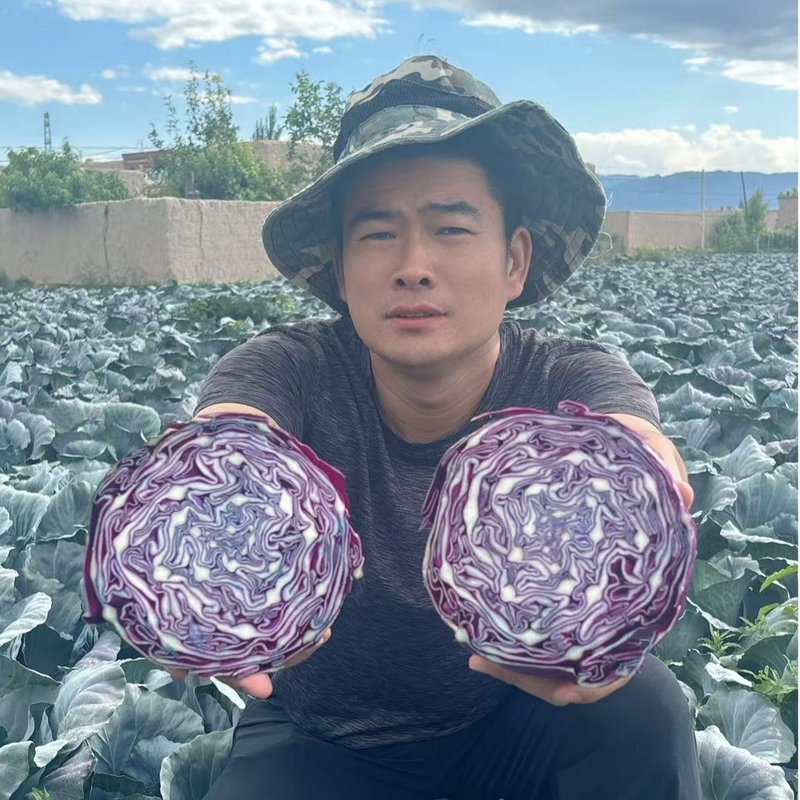 甘肃祁连山紫甘蓝紫包菜时令菜沙拉农家种植清脆爽口3/5斤包邮