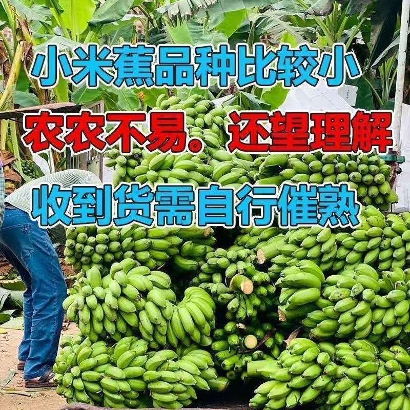 农家自种广西小米蕉鸡蕉拇指蕉应季新鲜水果自然放熟迷你小香蕉