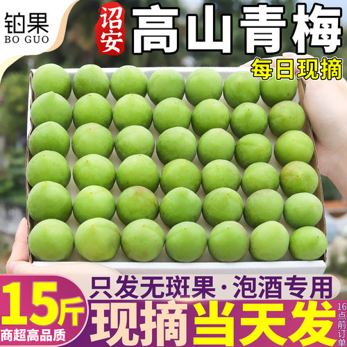 现摘当天发丨老树特大果诏安青梅