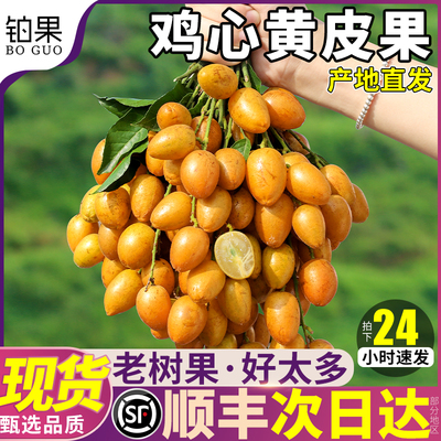 现货顺丰次日达|广东鸡心黄皮果