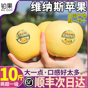 顺丰礼盒10斤山东维纳斯黄金苹果新鲜水果应季整箱富士时令丑特产