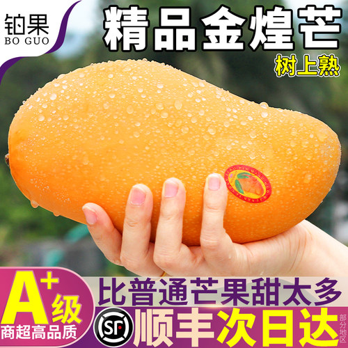 顺丰次日达丨正宗广西金煌芒大果