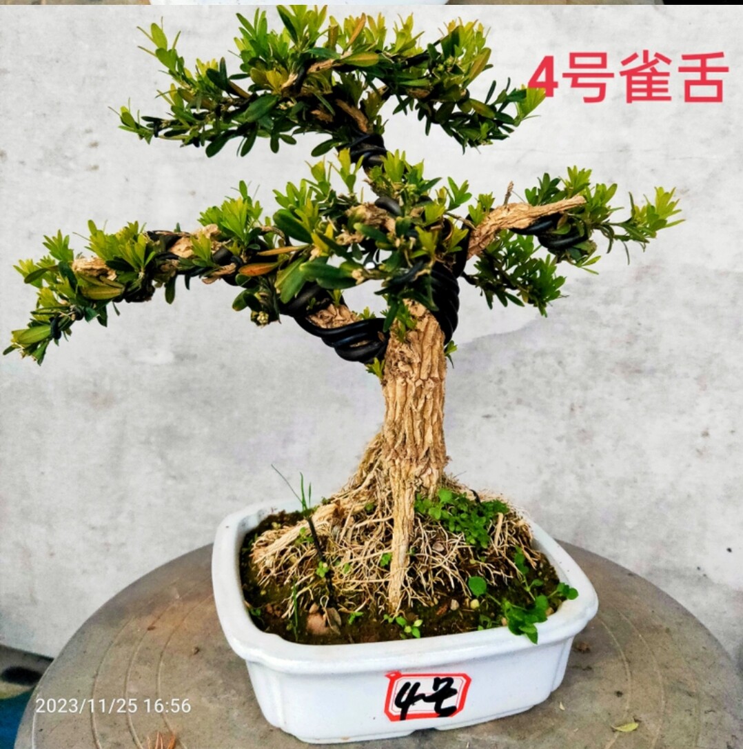 特价精品雀舌黄杨老桩原生对版发货江苏小叶白皮详情页细看尺寸