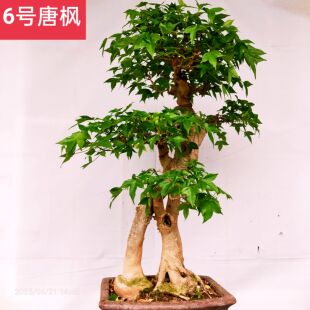 枫树盆景唐枫三角枫红牙独杆自然型曲杆异形桩小型中型阳台庭院