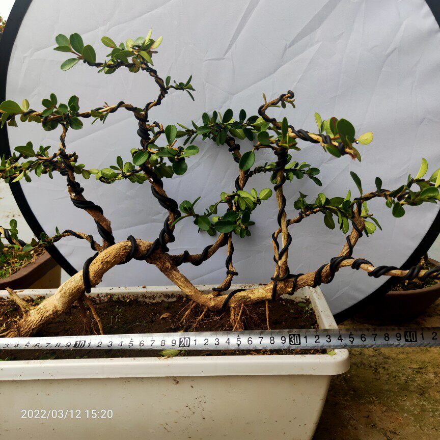 瓜子黄杨老桩盆景小叶白皮四季常青苏绿植过桥式怪桩丛林阳台庭院