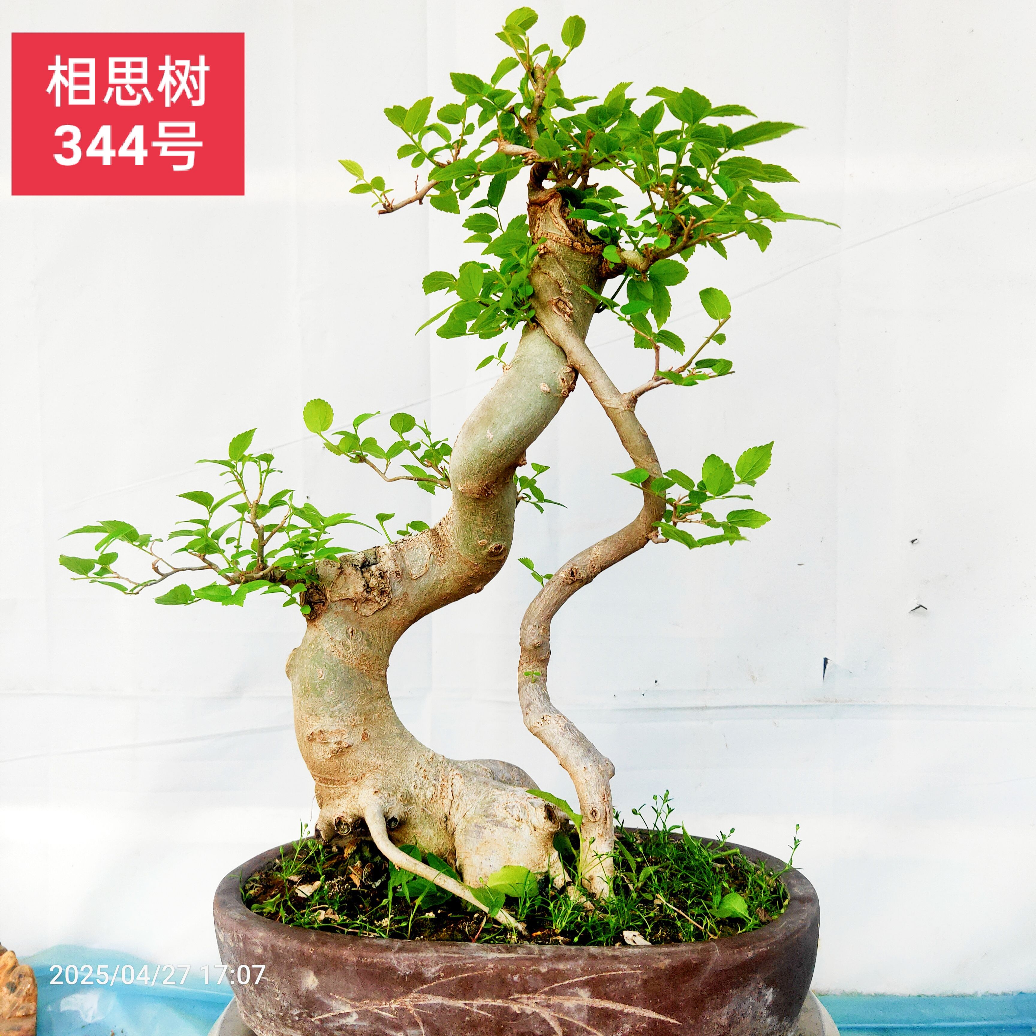 朴树盆景相思树造型树老桩岭南派盆景主要树种之一阳台庭院植物