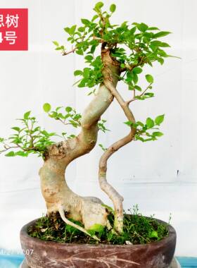 朴树盆景相思树造型树老桩岭南派盆景主要树种之一阳台庭院植物
