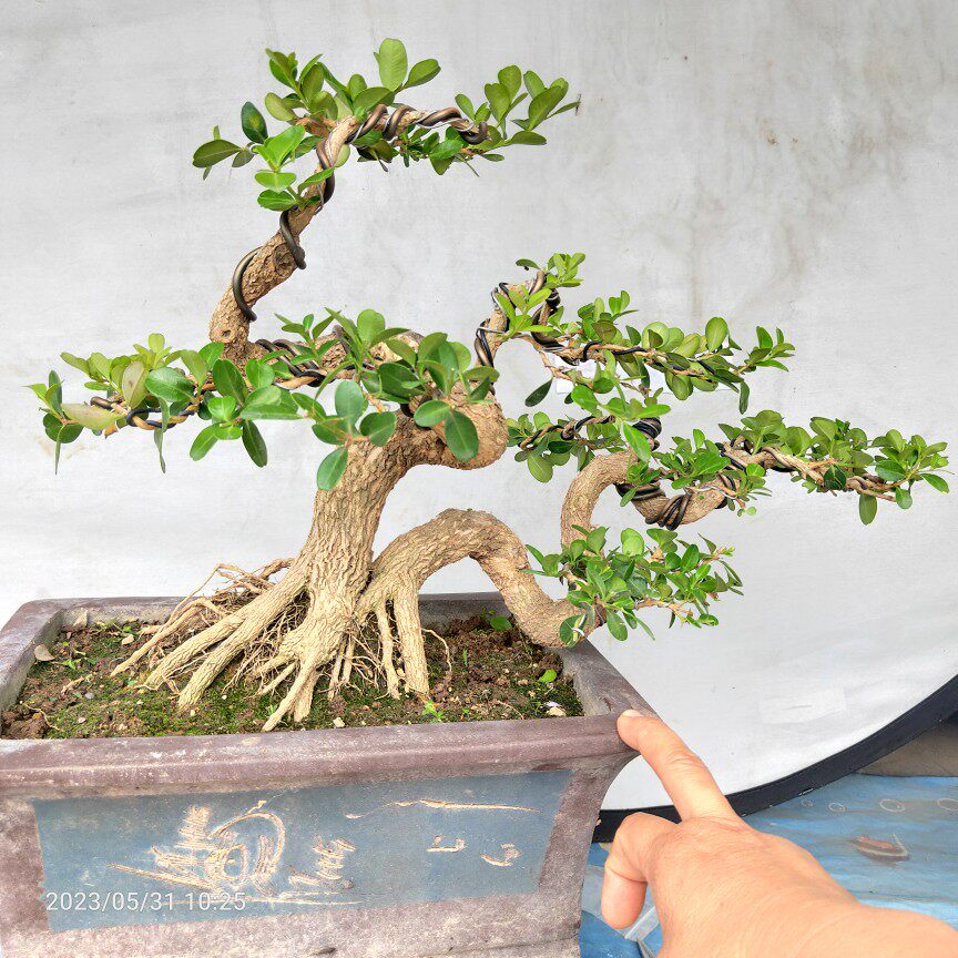 精品盆景瓜子黄杨老桩双杆曲杆树桩江苏小叶白皮四季常青阳台庭院