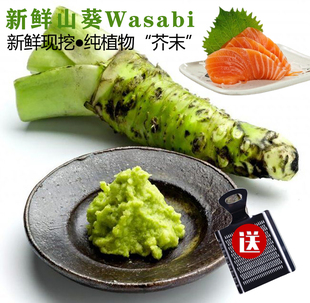 山葵新鲜云南300g(6-15根)送工具3天内发货芥末辣根料理调味品