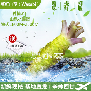 山葵新鲜云南500g(18-25根)送工具3天内发货芥末辣根料理调味品