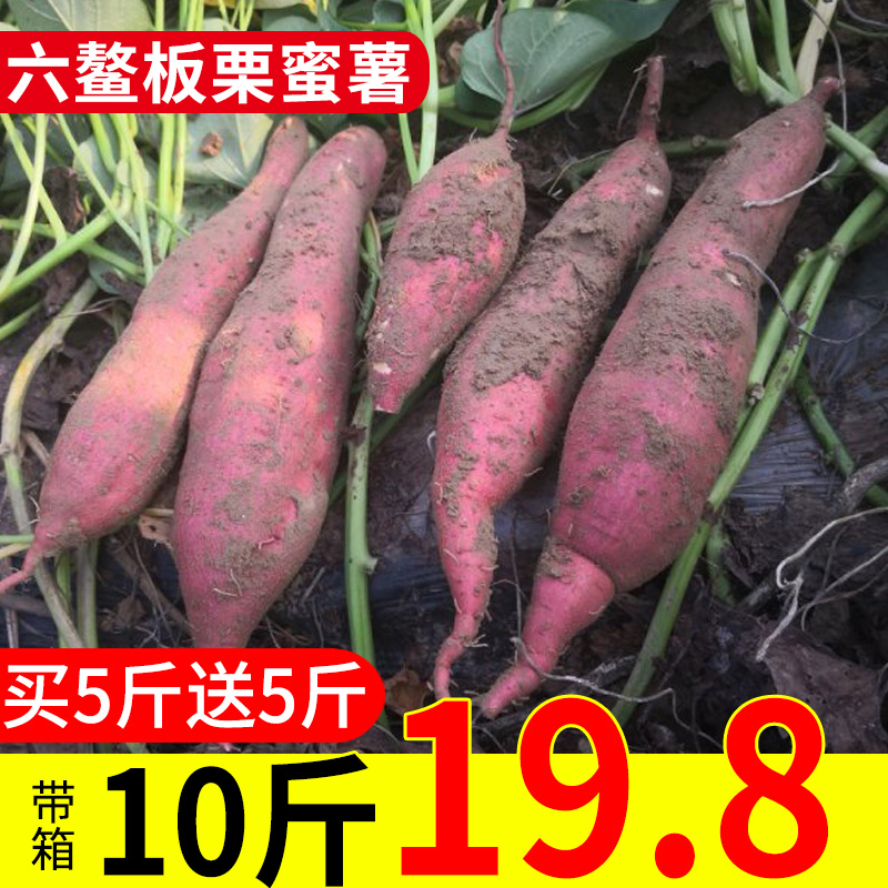 六鳌板栗红薯10斤包邮新鲜农家自种紫小香薯沙地大地瓜六鳌红蜜薯