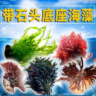 带石头带石海水底座海草海藻水藻水草火焰石莼绿红鹿角绿棉藻松藻