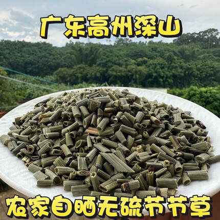 木贼节节草正品野外千峰草笔头草广东茂名笔筒草节骨草无心草锉草