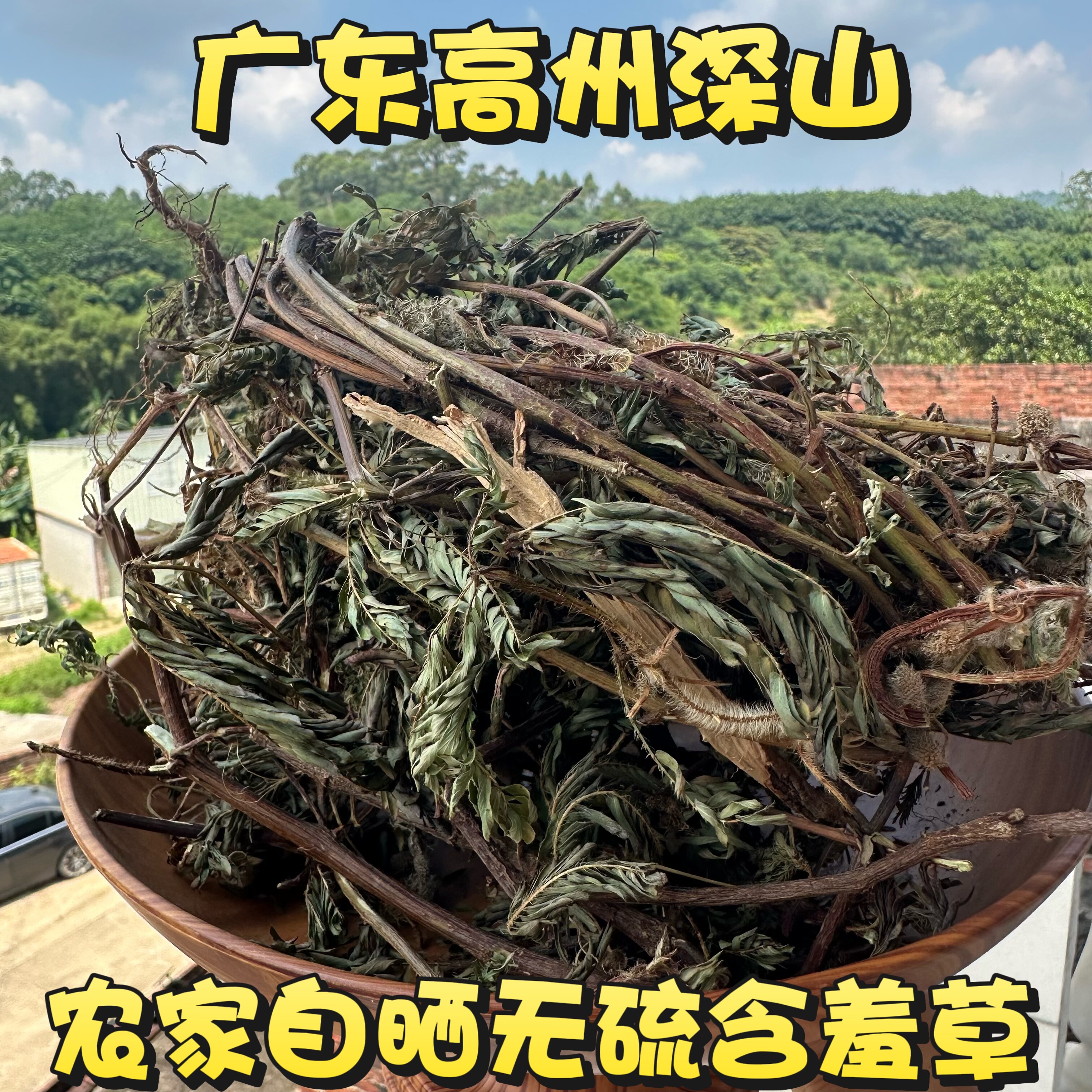 红骨含羞草中药材广东茂名自晒含羞草干品害羞草晒干货正品怕羞草