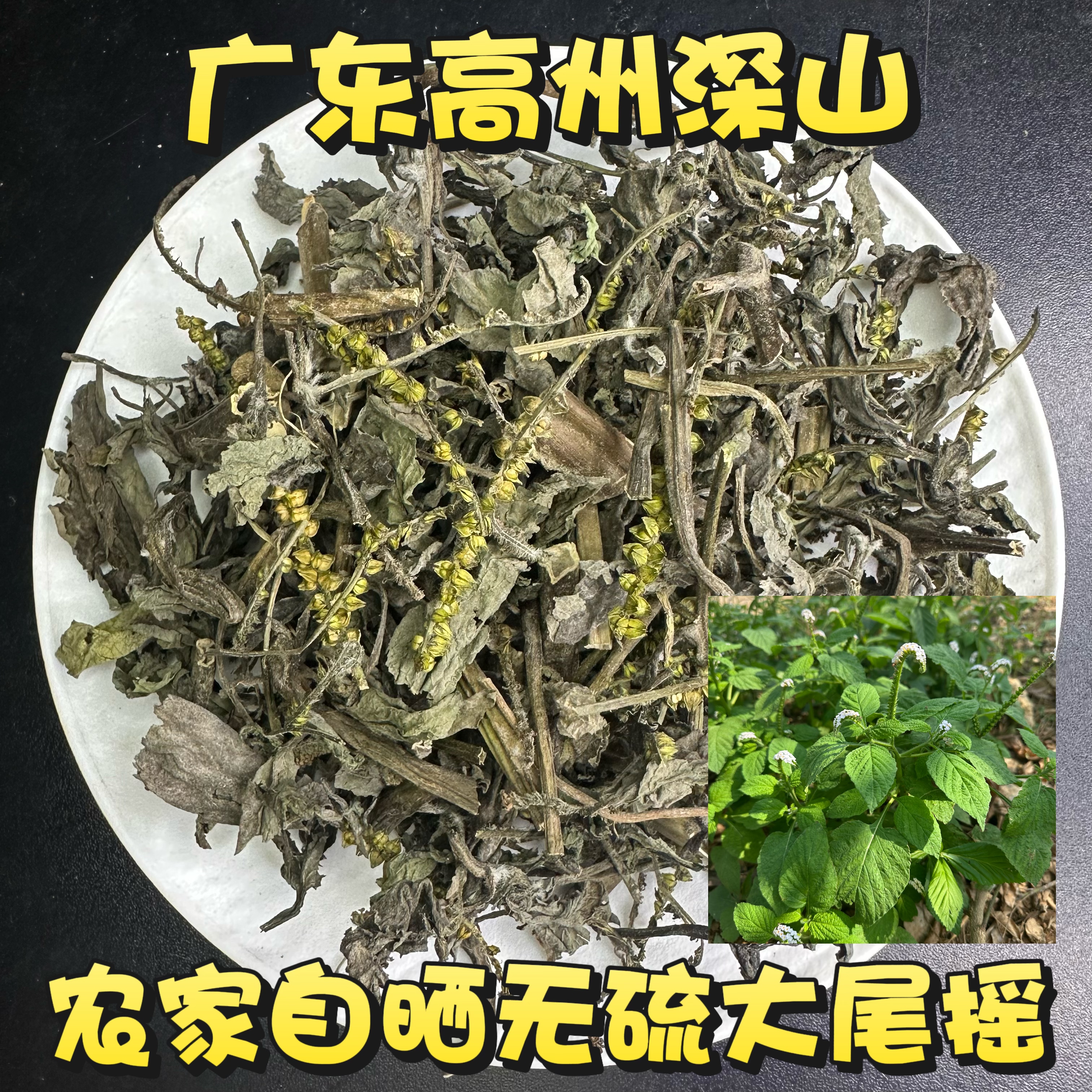 新晒大尾摇鱿鱼草斑草猫尾草广东象鼻草墨鱼须草整株全草切段包邮