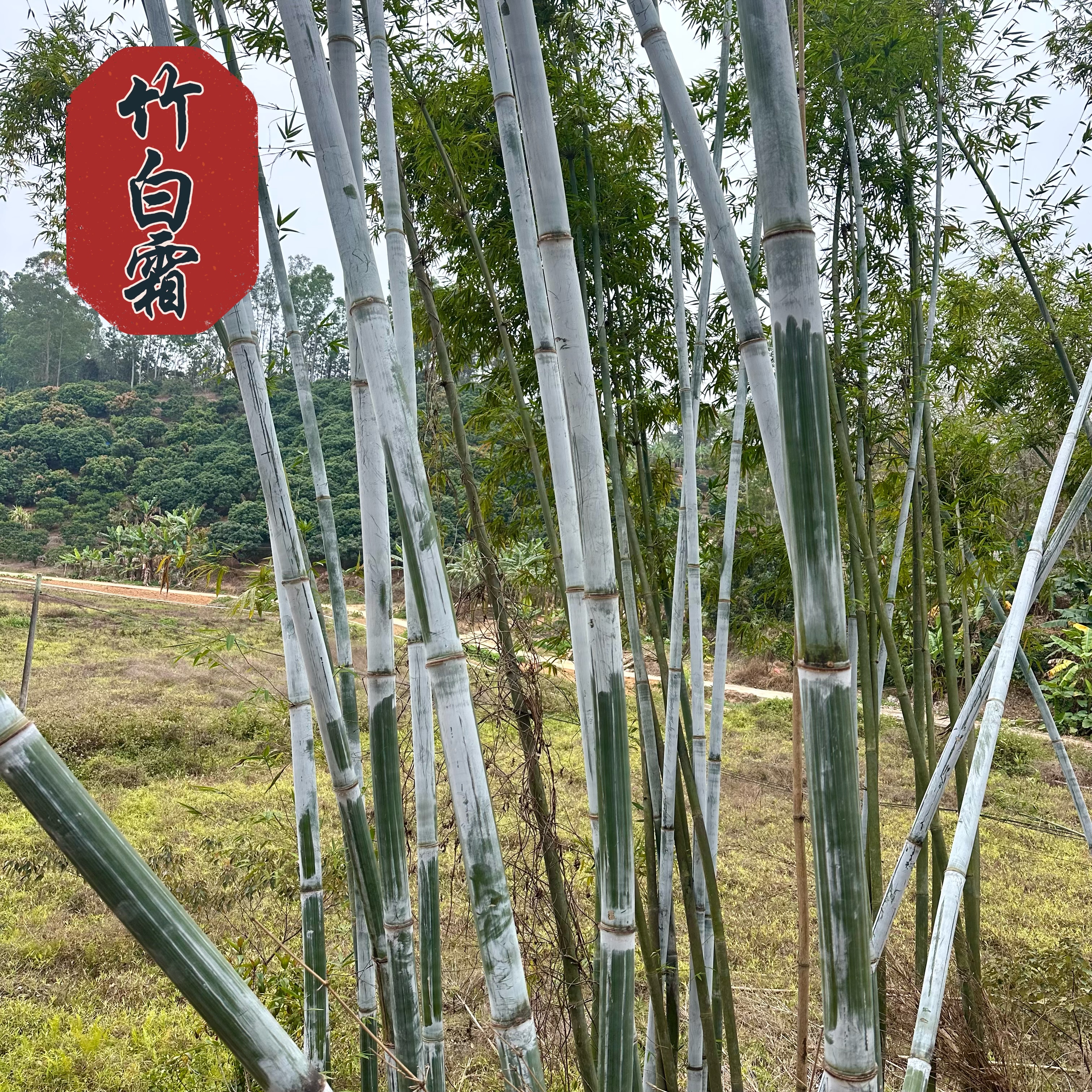 丹竹灰单竹霜粉竹白灰广东茂名纯天然丹竹白霜竹节霜乡村现刮包邮