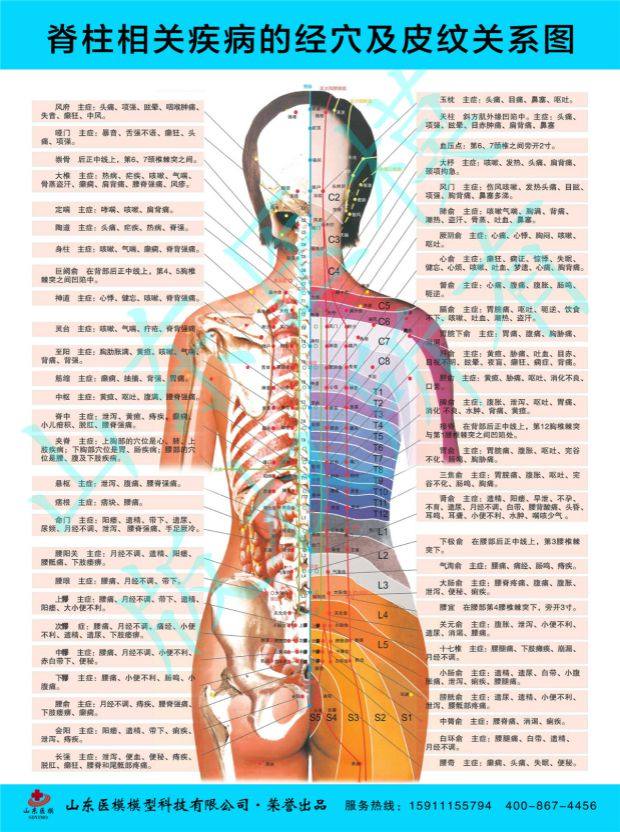 脊柱挂图脊柱椎相关疾病经穴及皮纹关系示意图医学宣传挂图