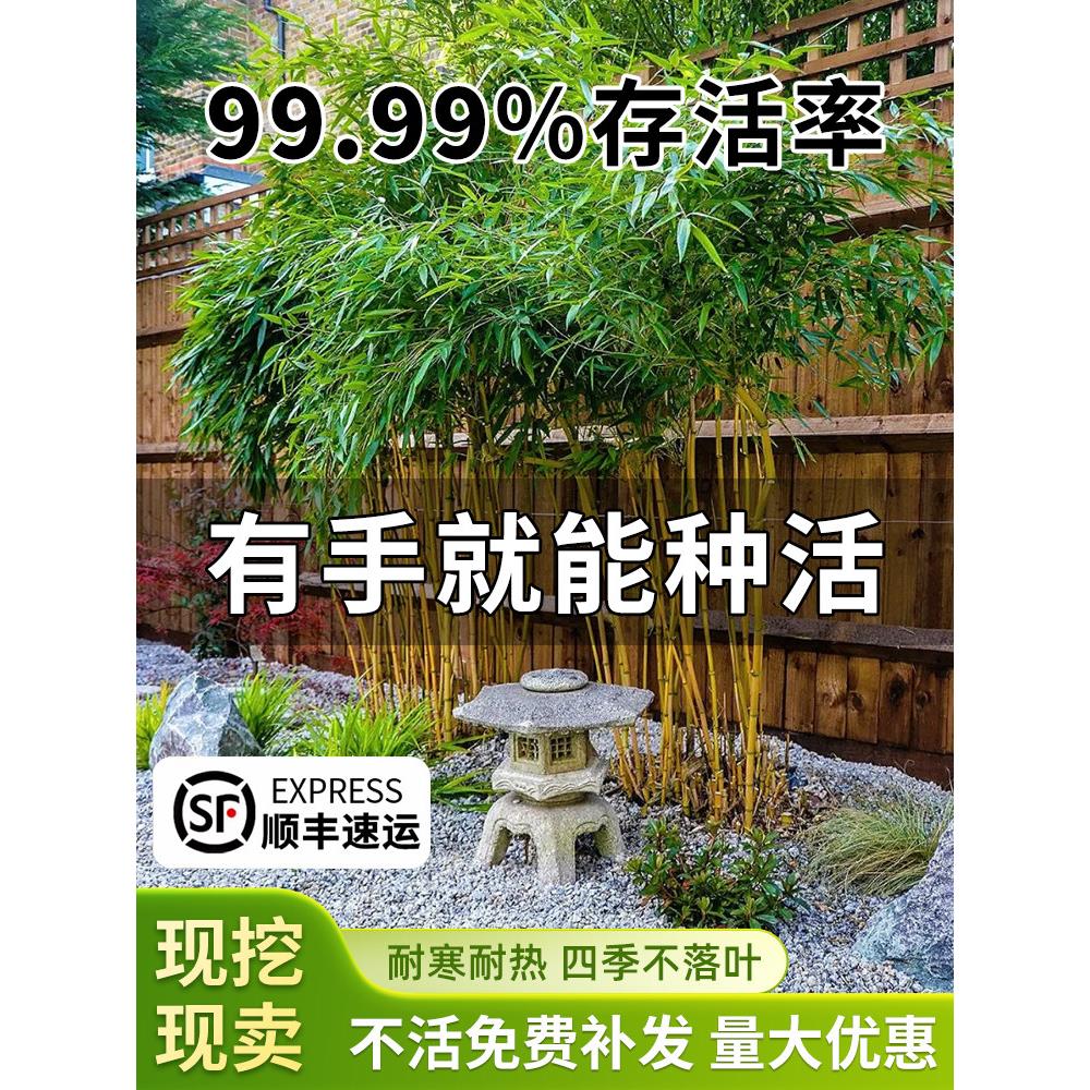 竹子苗庭院室内外观赏盆栽黄金竹