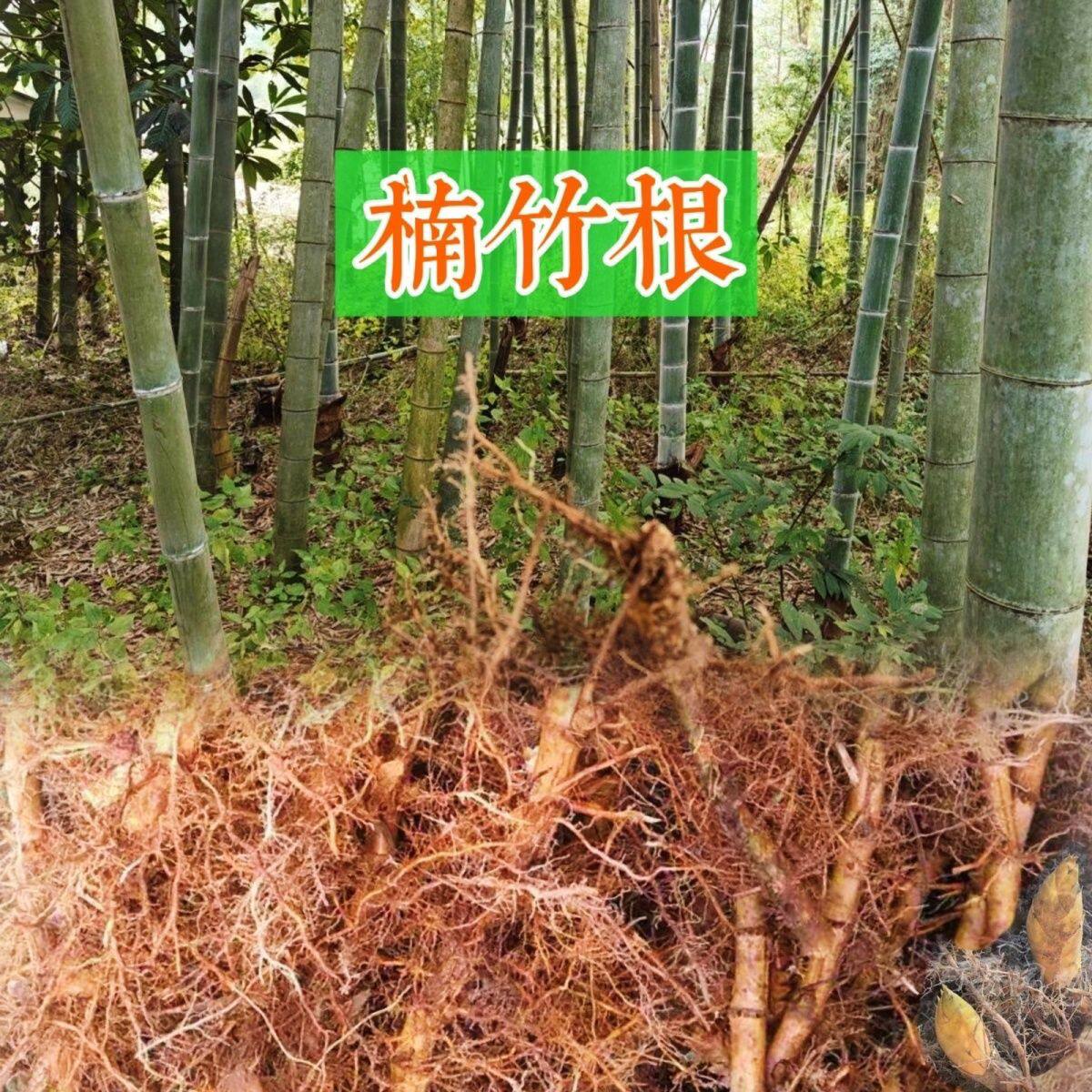 大型楠竹根苗毛竹鞭种苗庭院种植