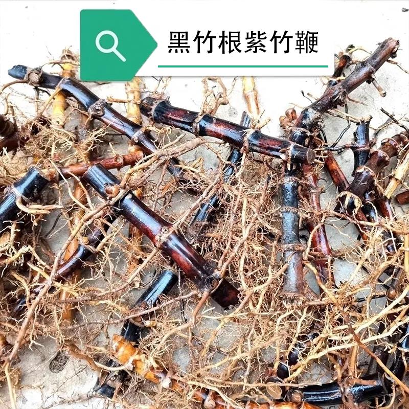 黑紫竹根鞭易成活竹子苗耐寒十年
