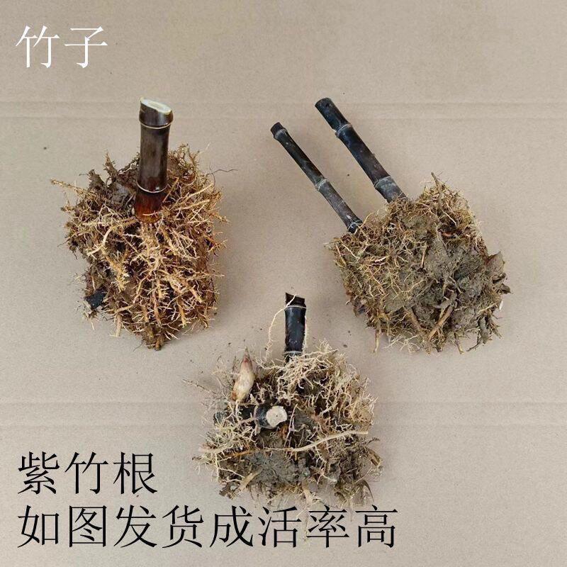 竹子紫竹苗名贵紫竹根苗小苗矮化