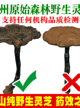 贵州纯野生紫灵芝特级干货整朵天然整枝正品林芝草一斤可切片500g