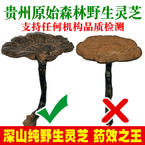 贵州原始森林纯野生紫灵芝一斤装