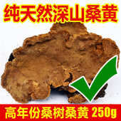 纯天然桑树桑黄正品 特级药材中灵芝非西藏自治区长白山野生250g