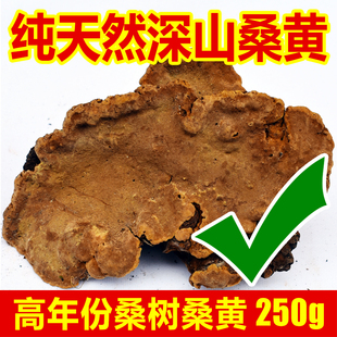 纯天然桑树桑黄正品特级药材中灵芝非西藏自治区长白山野生250g