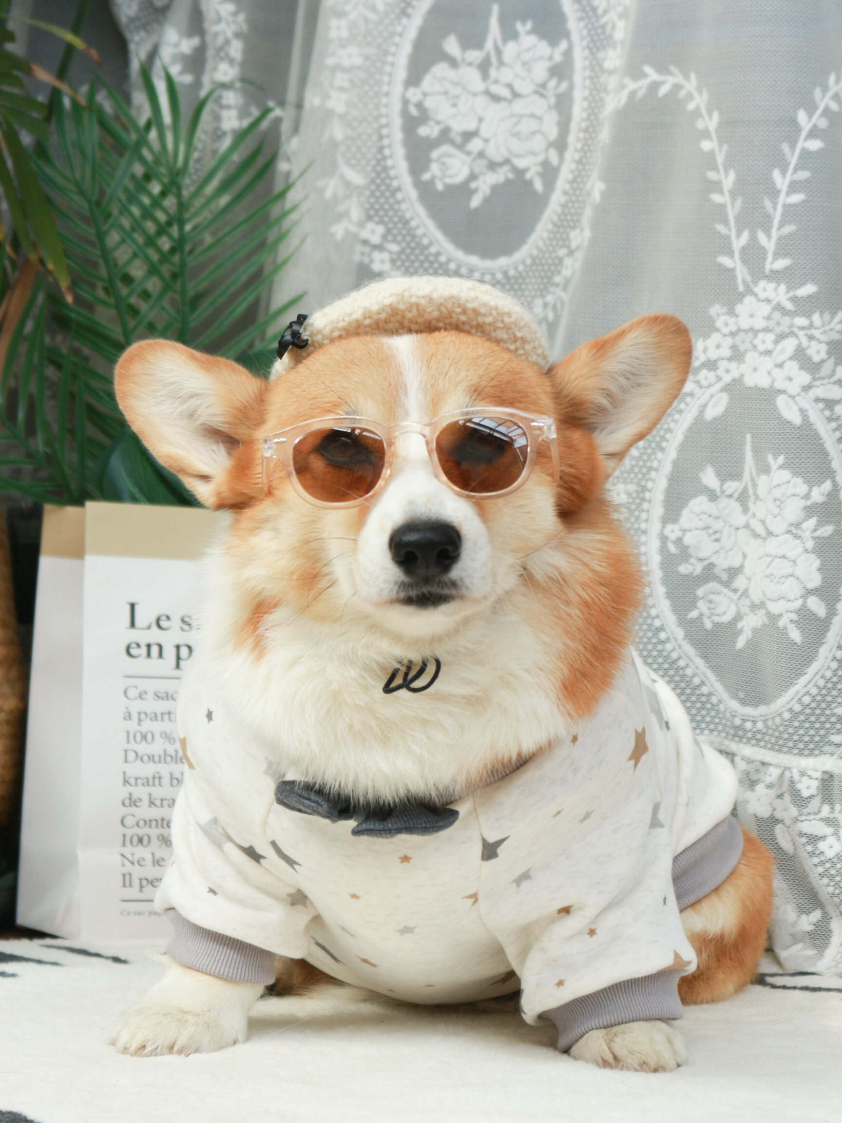 fun妮翻妮秋冬休闲西装柯基法斗加绒领结白色胖狗可爱冬装秋装新