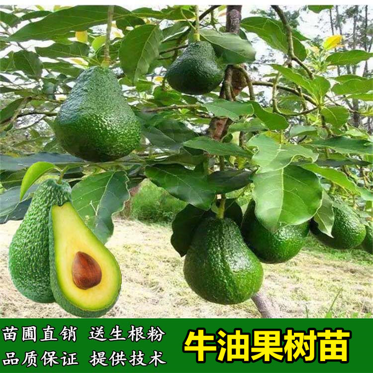 墨西哥牛油果树苗嫁接鳄梨苗庭院盆栽南方北方种植当年结牛油果苗