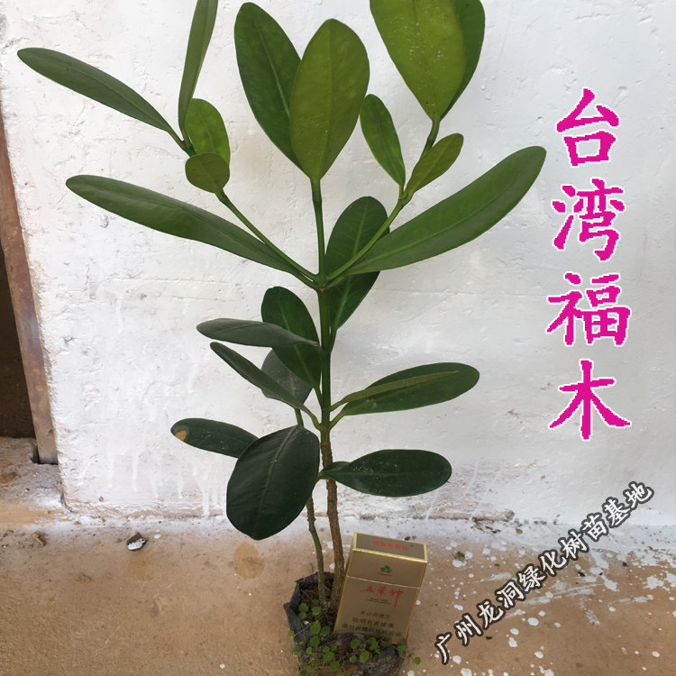 台湾菲岛福木苗盆栽室内外四季常青福木树别墅庭院行道绿化树