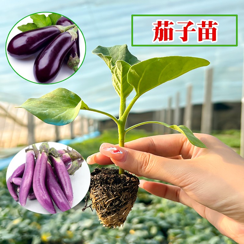 四季茄子苗秧苗紫长茄种子南方圆茄阳台嫁接菜苗杭茄春季蔬菜大全