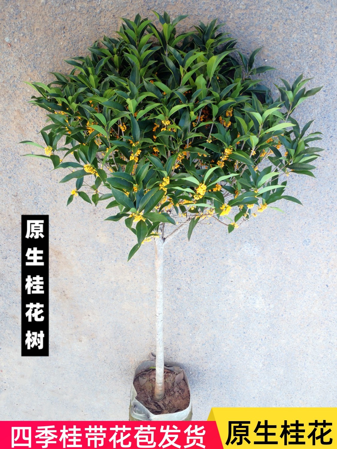 树苗大全金桂花树苗户外庭院绿植花卉植物室外花好养活四季绿化树