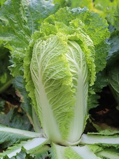 湖南本地新鲜大白菜农家自种老品种露天种植新鲜蔬菜叶子菜5斤