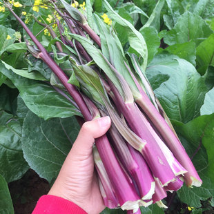 湖南衡阳本地农家菜心新鲜红菜苔紫菜台应季蔬菜叶子菜青菜