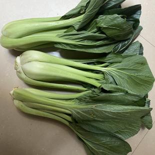 正宗湖南衡阳本地特色蔬菜老品种调羹白大颗非市场那种小调羹白