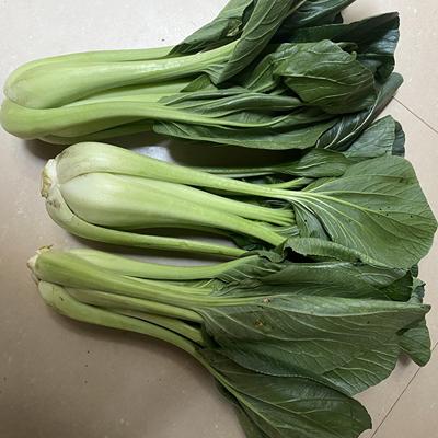 正宗湖南衡阳本地特色蔬菜老品种调羹白大颗非市场那种小调羹白