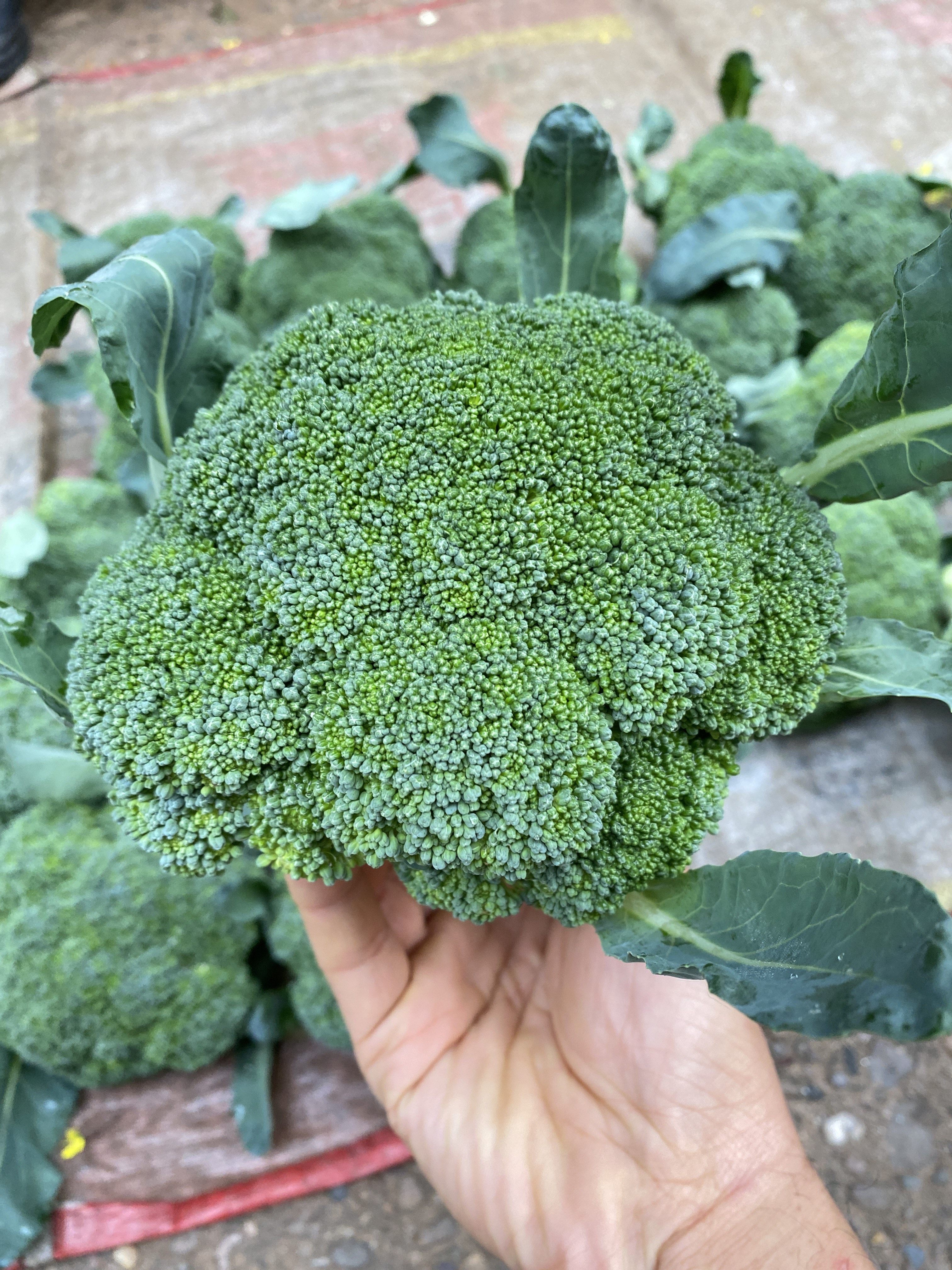 湖南衡阳本地农家自种新鲜西兰花西蓝花,水产肉类/新鲜蔬果/熟食,西兰花/花菜,淘宝优惠券,粉丝福利购,淘宝优惠卷