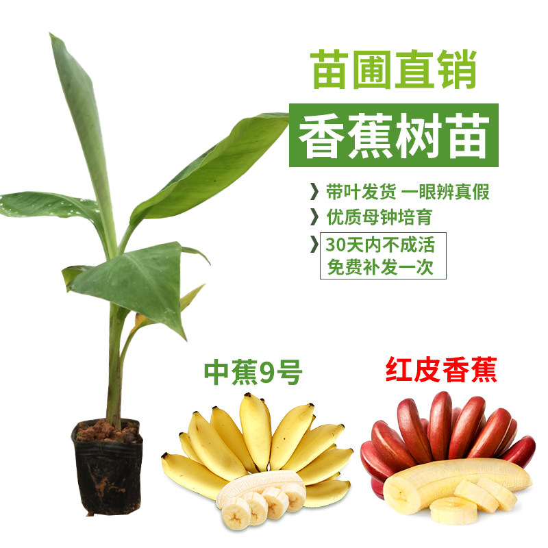 香蕉蕉地栽无菌组培苗矮化