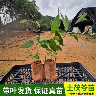 土茯苓药材种苗带土优质苗正品