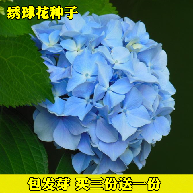 绣球花种子阳台盆栽八仙洋绣球种子紫阳花天竺葵种子四季 小编推荐 Wepost 全民代运 马来西亚中国淘宝代运与集运专家 绣球花种子阳台盆栽八仙洋绣球种子紫阳花天竺葵种子四季 小编推荐 Wepost 全民代运 马来西亚中国淘宝代运与集运专家