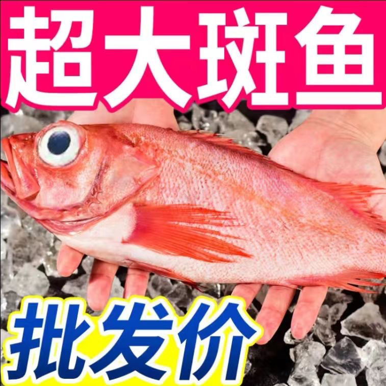 鲜活红石斑鱼冷冻十斤深海海捕大龙胆鱼富贵鱼深海鱼鲜活海鲜水产 水产肉类/新鲜蔬果/熟食 斑鱼 原图主图