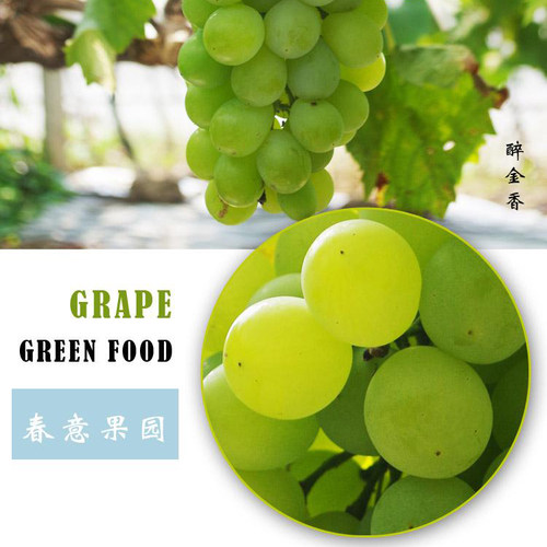 马陆葡萄上海包邮5斤净重新鲜