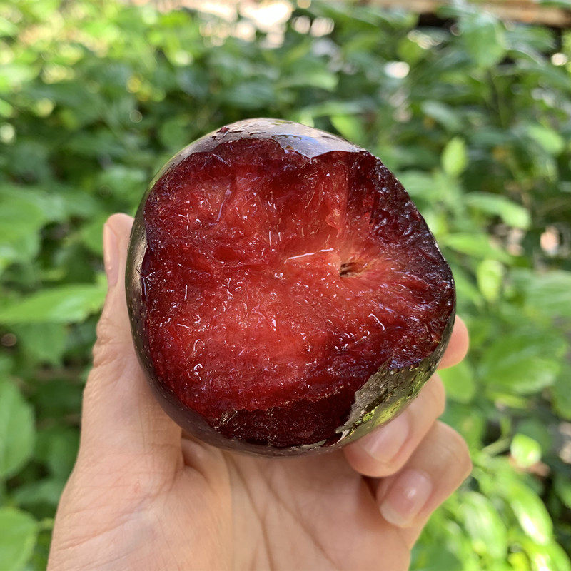 进口恐龙蛋 玫瑰李子澳洲减fei李鳄鱼蛋女王李蜥蜴蛋 一箱包顺丰